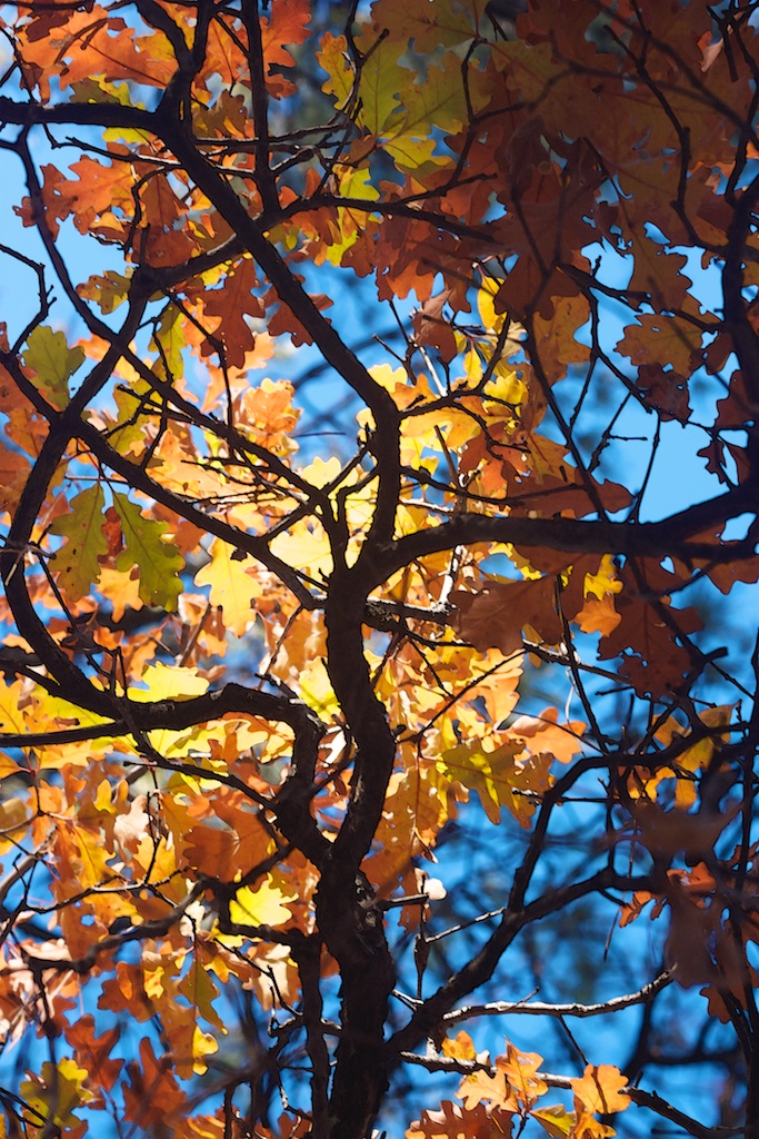 Autumn Oak